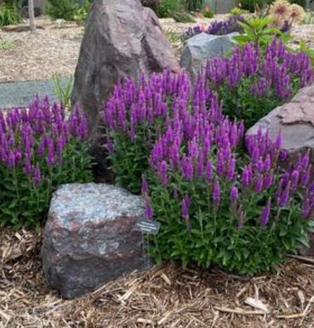Veronica spicata 'Purplegum Candles' #1