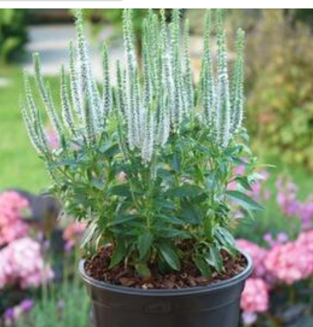 Veronica spicata 'Snow Candles' #1