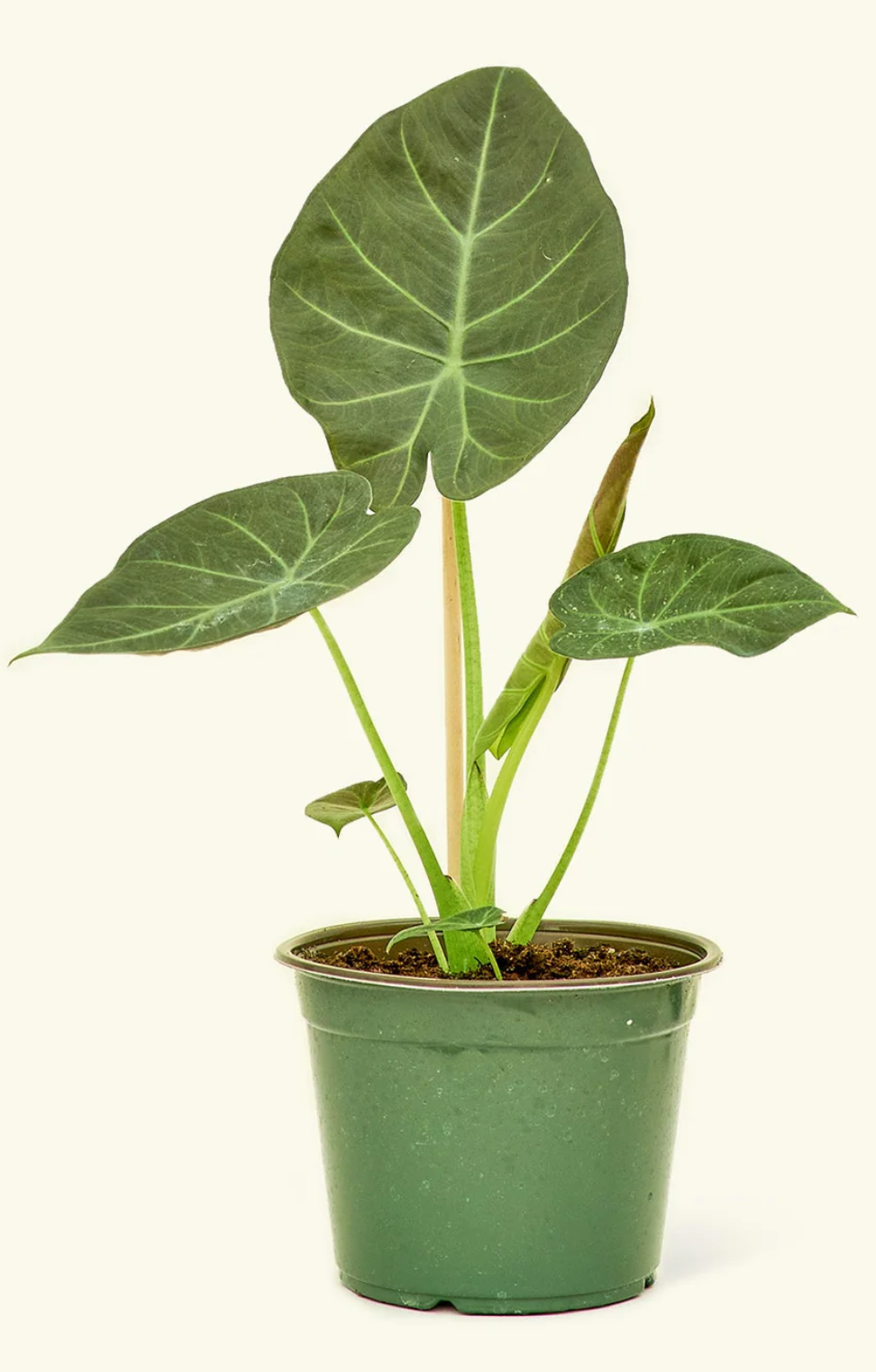 Alocasia Regal Shield