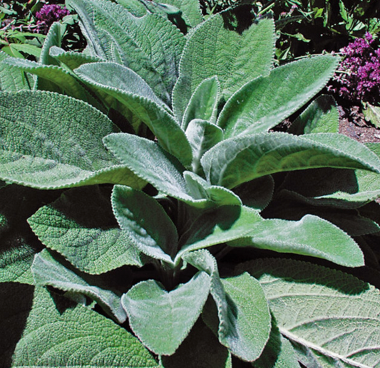 Stachys Helene von Stein/Big Ears 6" #1