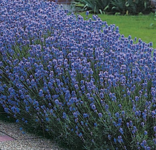 Lavandula Munstead
