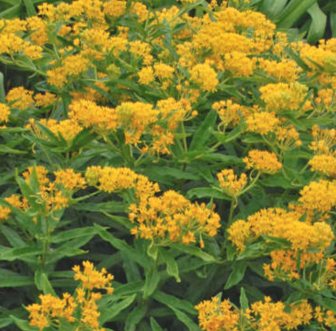 Asclepias Hello Yellow (Butterfly Milkweed)