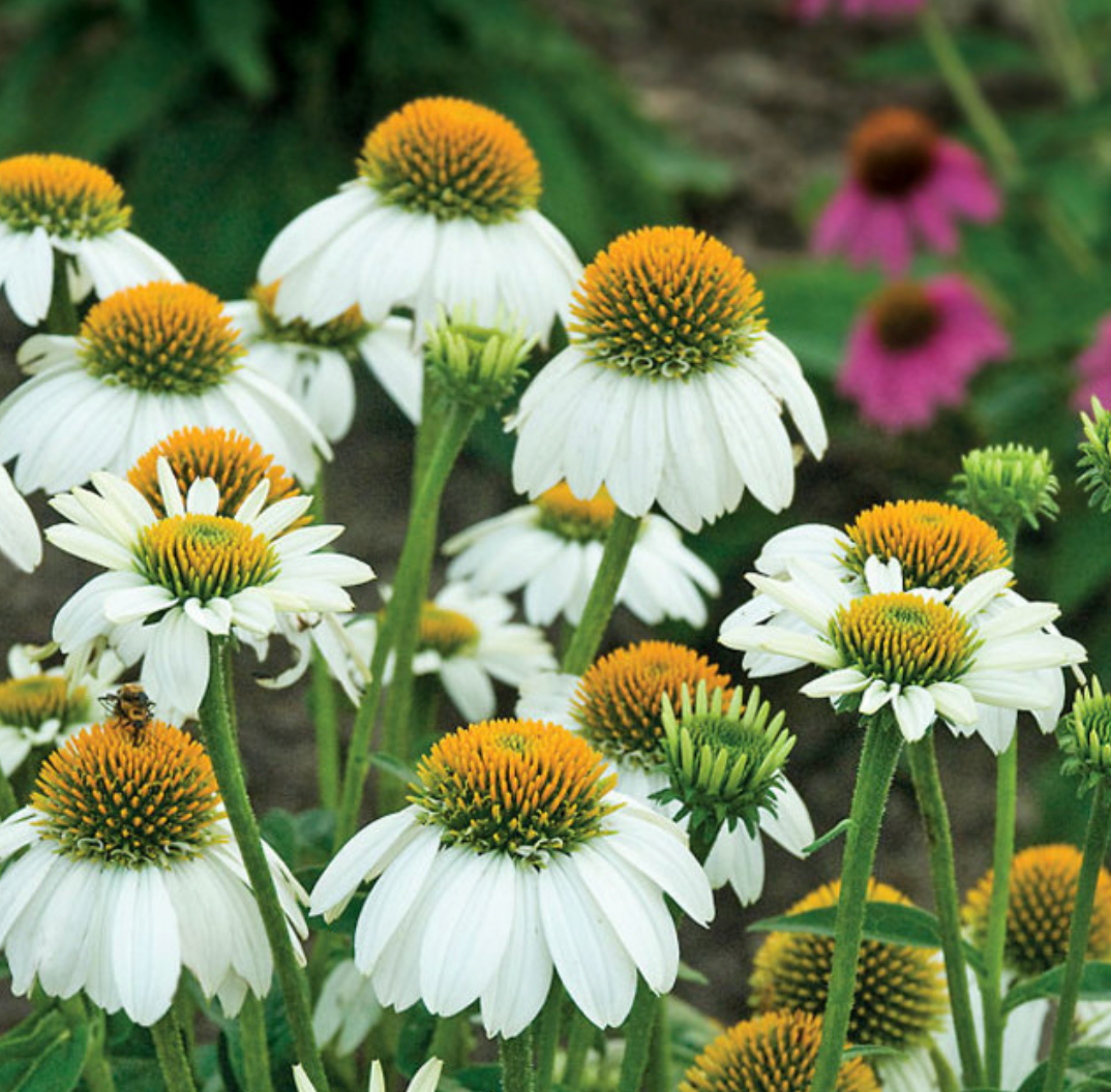 Coneflower PowWow White 6" #1