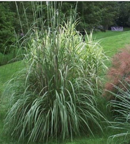 Grass Erianthus Ravennae #5