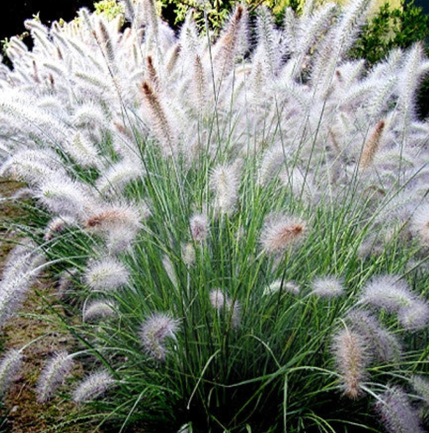 Hameln Grass Pennisetum #3