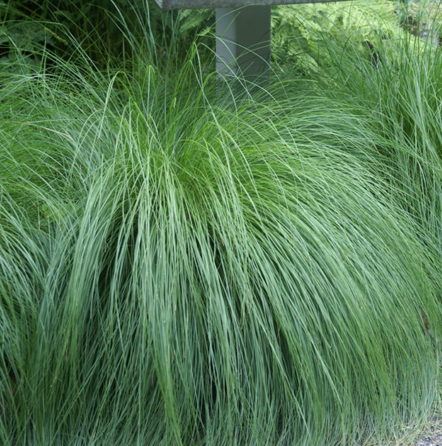 Grass Sporobolus Heterolepis (Prairie Dropseed) 6" #1