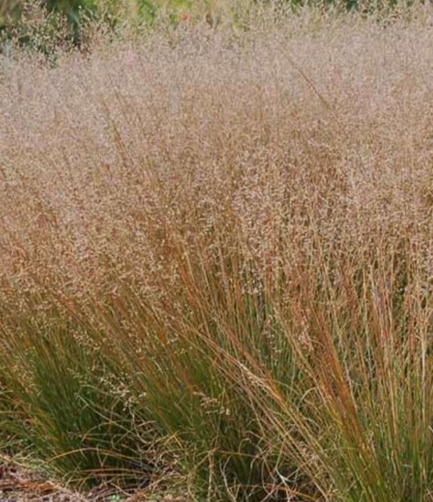 Grass Sporobolus Heterolepis Tara (Prairie Dropseed) 6" #1