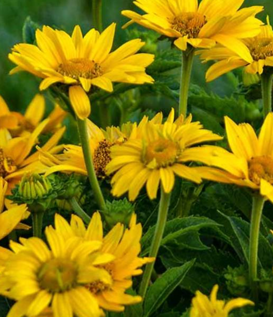 Heliopolis h. Tuscan Gold 6" #1