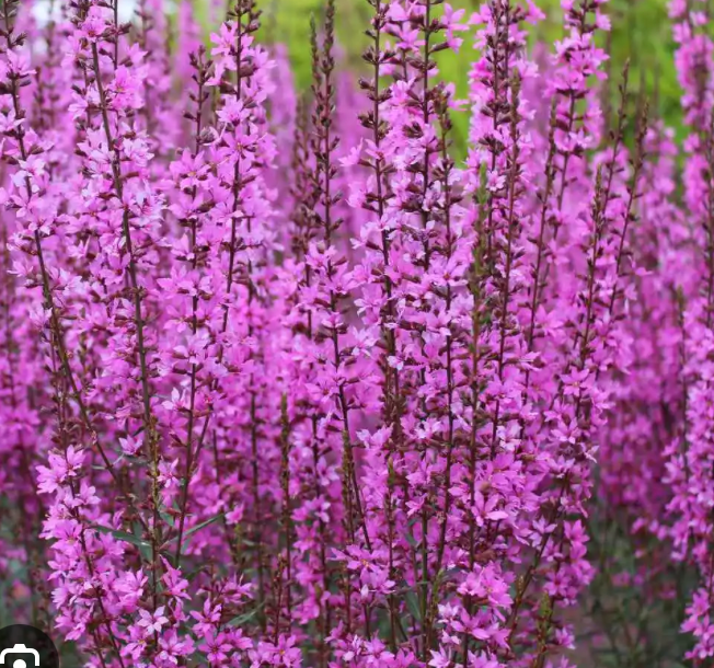Lythrum Purple Dwarf (Purple Loosestrife) #1