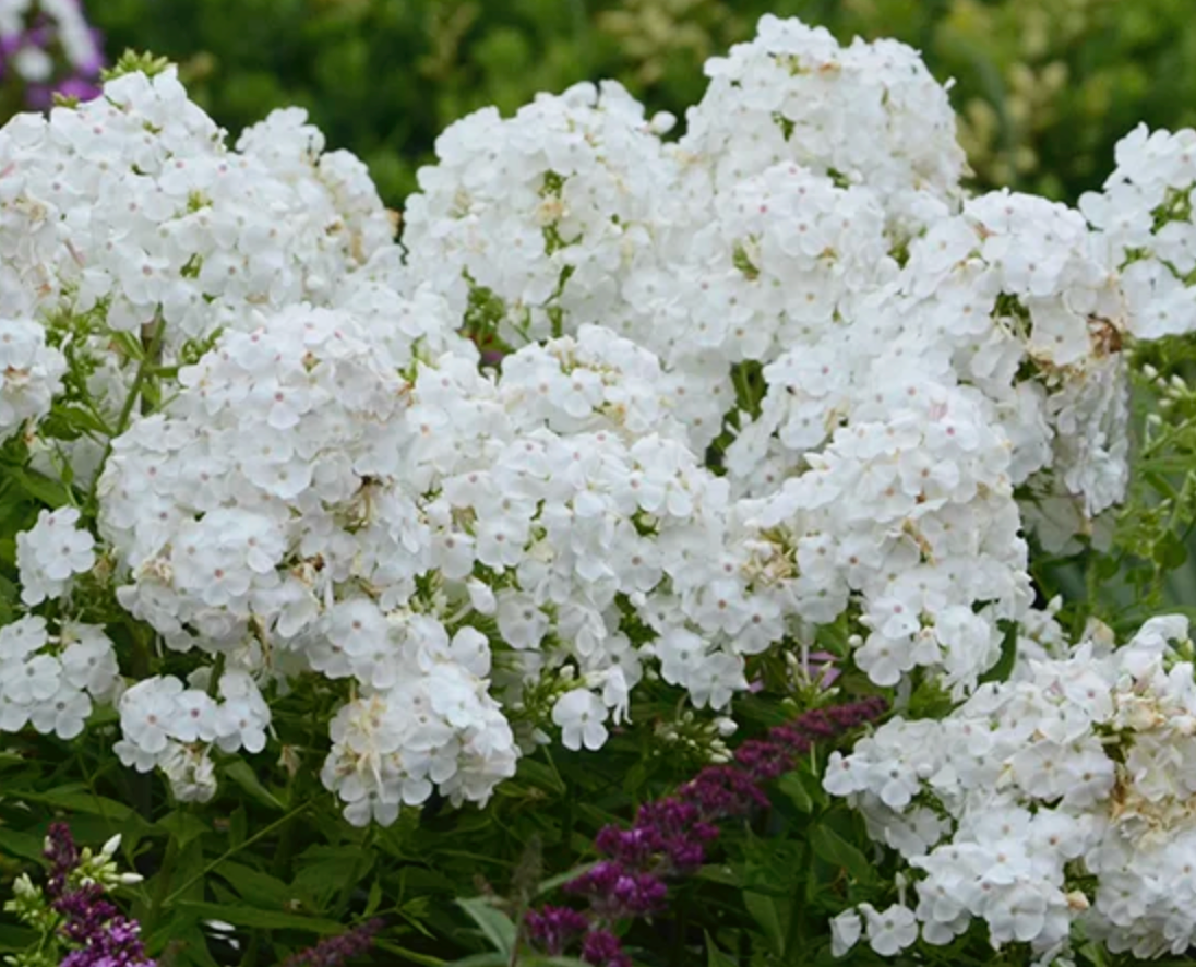 Phlox David (Tall Phlox) 6" #1