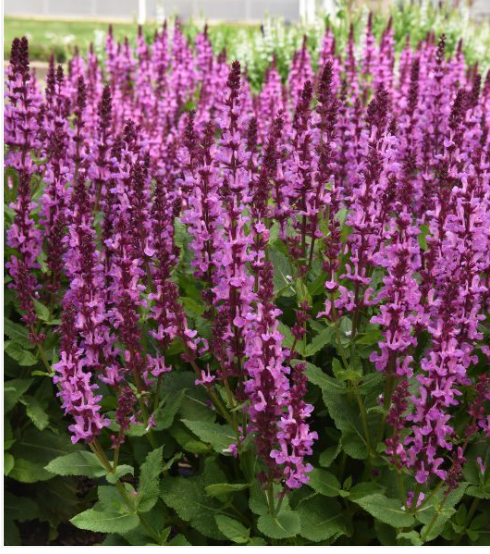 Salvia n. Rose Marvel 6" #1