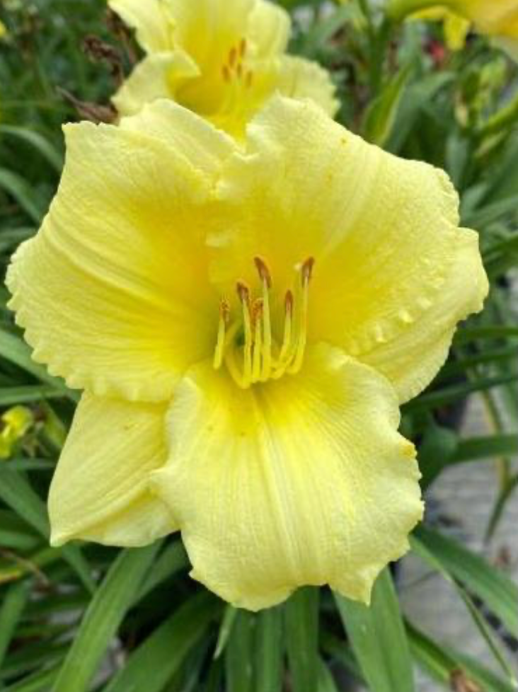 Hemerocallis 'Happy Returns'