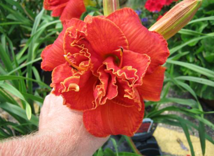 Hemerocallis 'Moses Fire'