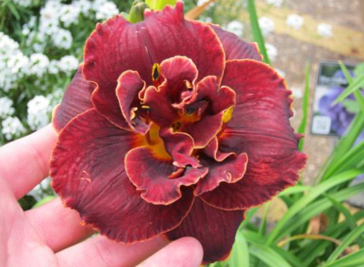 Hemerocallis 'Night Embers'