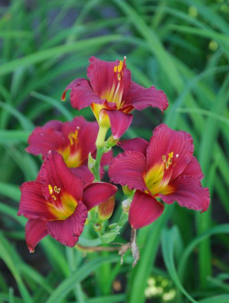 Hemerocallis 'Ruby Stella'