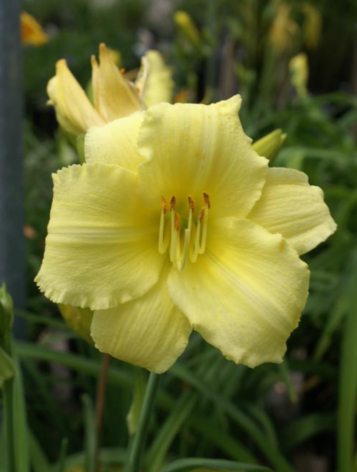Hemerocallis 'Stella Supreme'