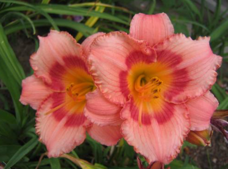 Hemerocallis 'Strawberry Candy' #1