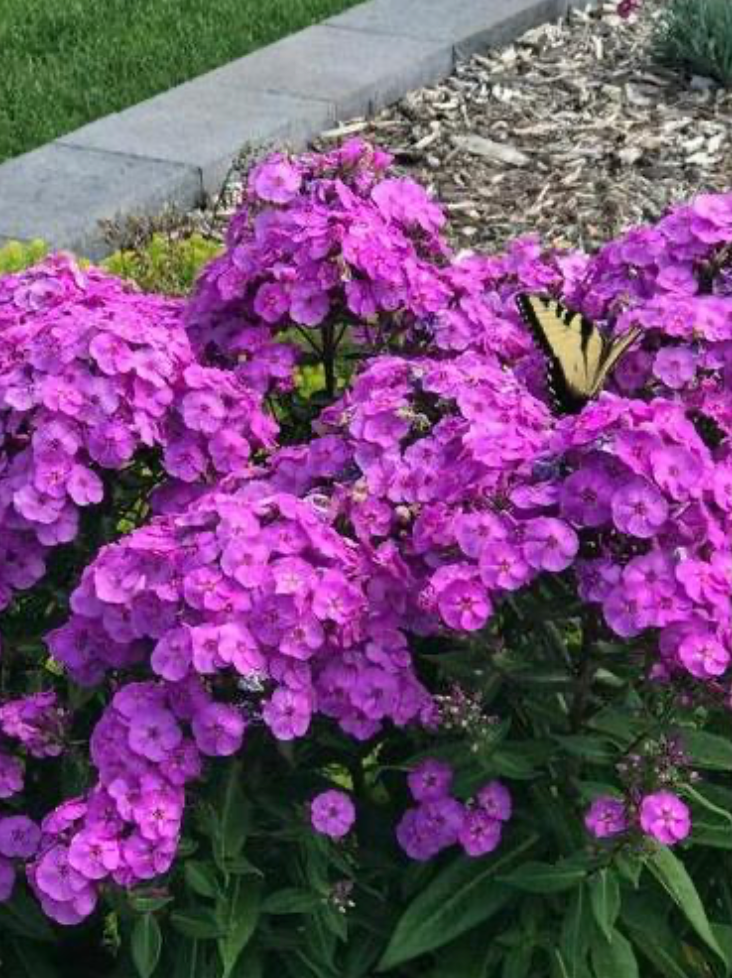 Phlox 'Super Ka-Pow™ Lavender' #1
