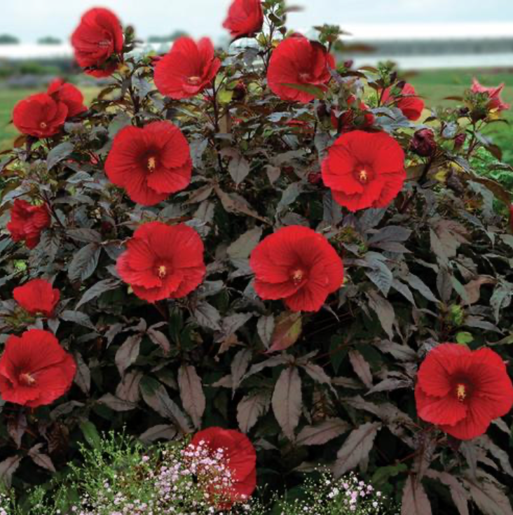 Hibiscus 'Midnight Marvel' #2