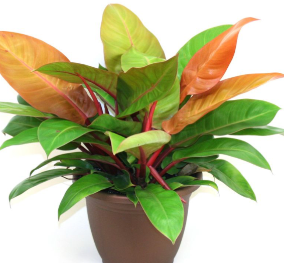 Prince Orange Philodendron