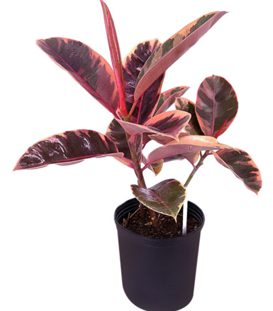 Tri Color Rubber Plant Ruby 8" pot