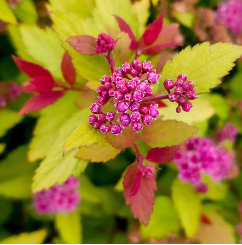 2DP Rainbow Fizz Spirea