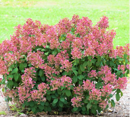 2DP Little Quick Fire Hydrangea