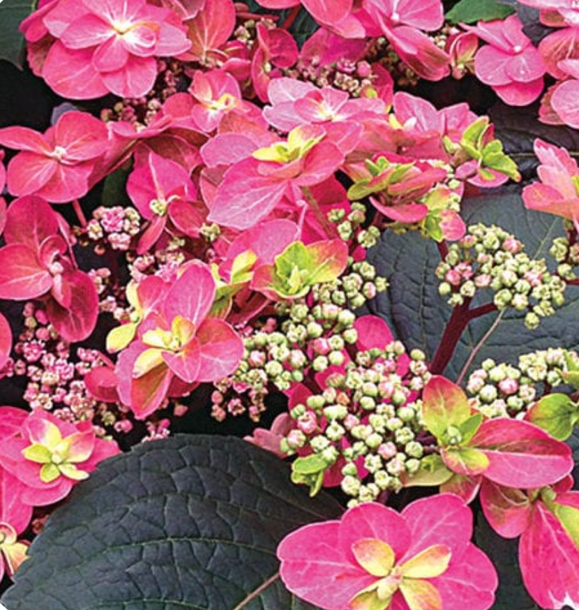 Hydrangea ser Tuff Stuff Red #3