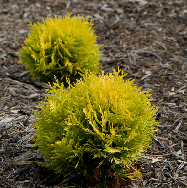 Thuja Anna's Magic Ball #2