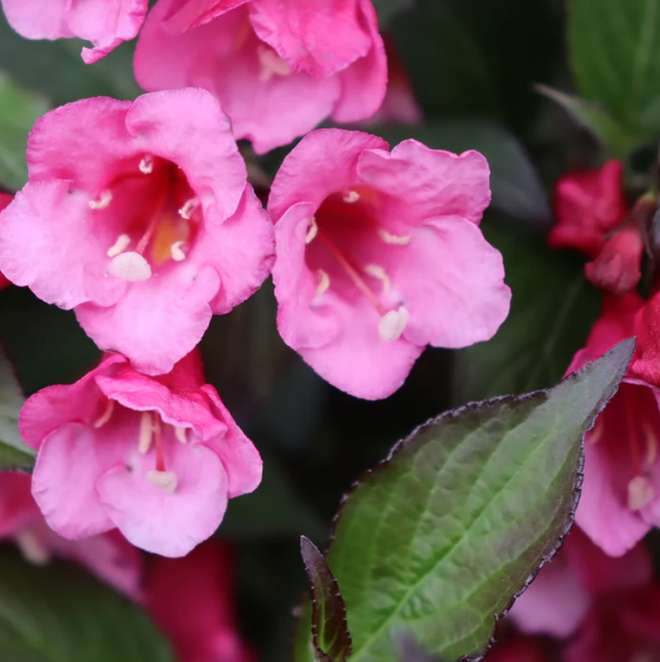 PW Weigela florida Sonic Bloom Wine #3