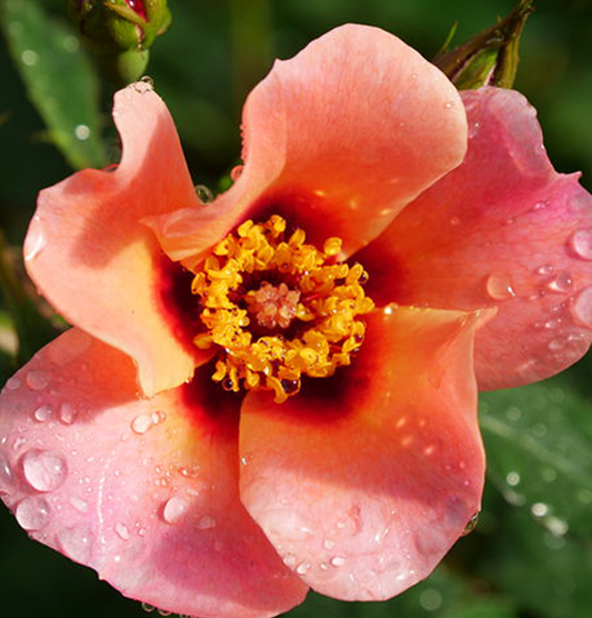 Rose Ringo All Star G2 PW