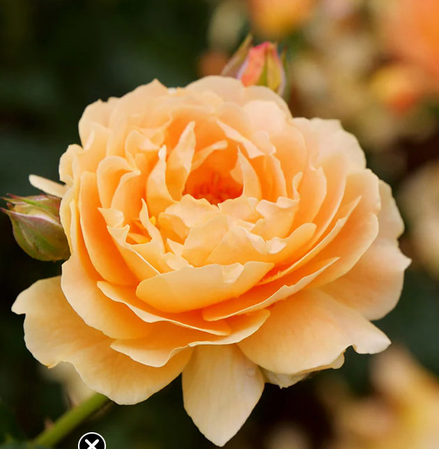 Rose "At Last" G2