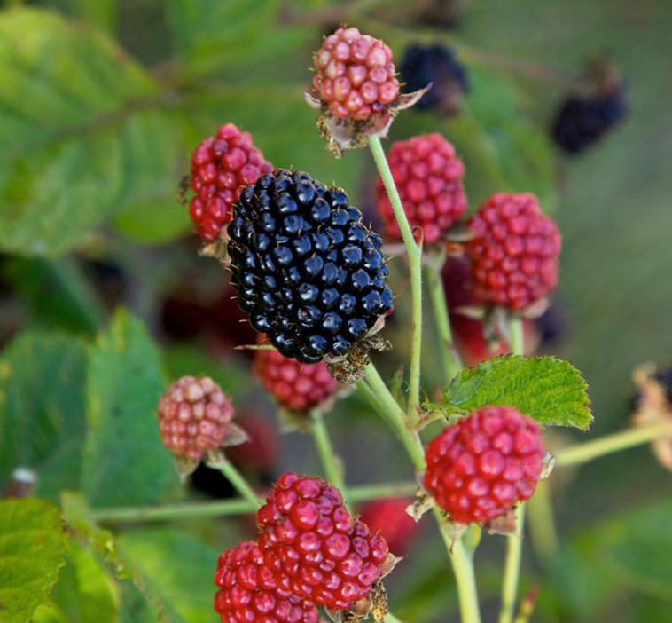 Blackberry "Baby Cakes" 19cm Raz