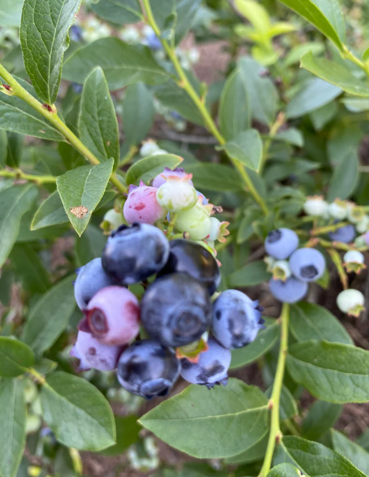 Blueberry  "Jelly Bean" 19cm