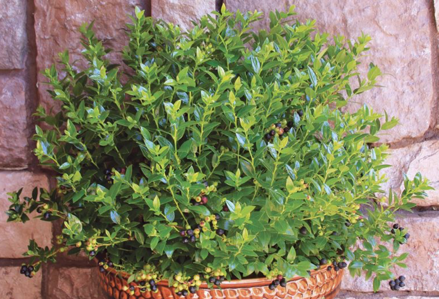 Blueberry "Berrybux" 19cm