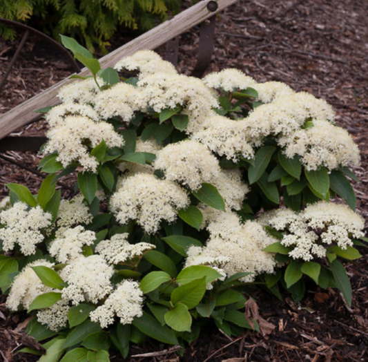 Viburnum Cas "Lil Ditty" g3 12"PW