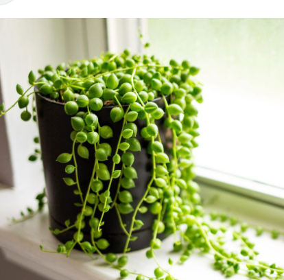 String of Pearls