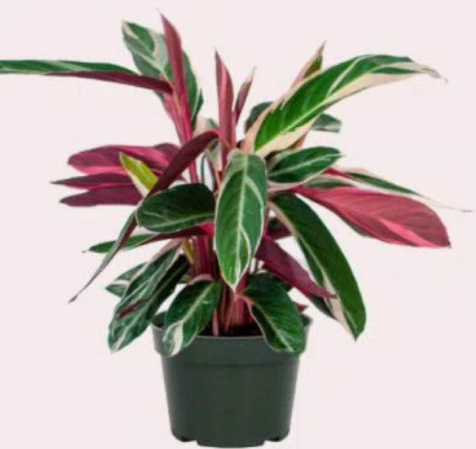 Caleatha 6" Assorted Variety