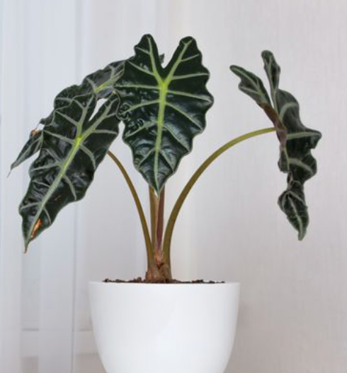 Alocasia 4"