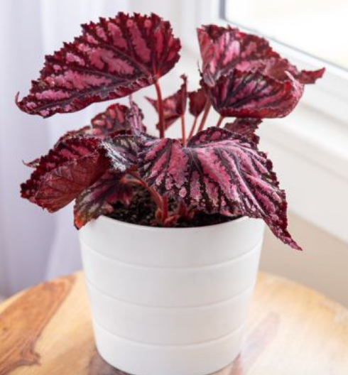 Rex Begonia
