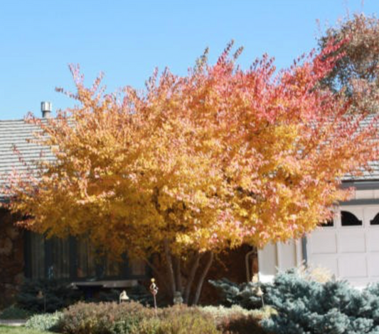 Amur Maple 1.5" (Potted)