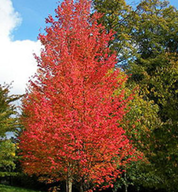 Armstrong Maple 1.5"