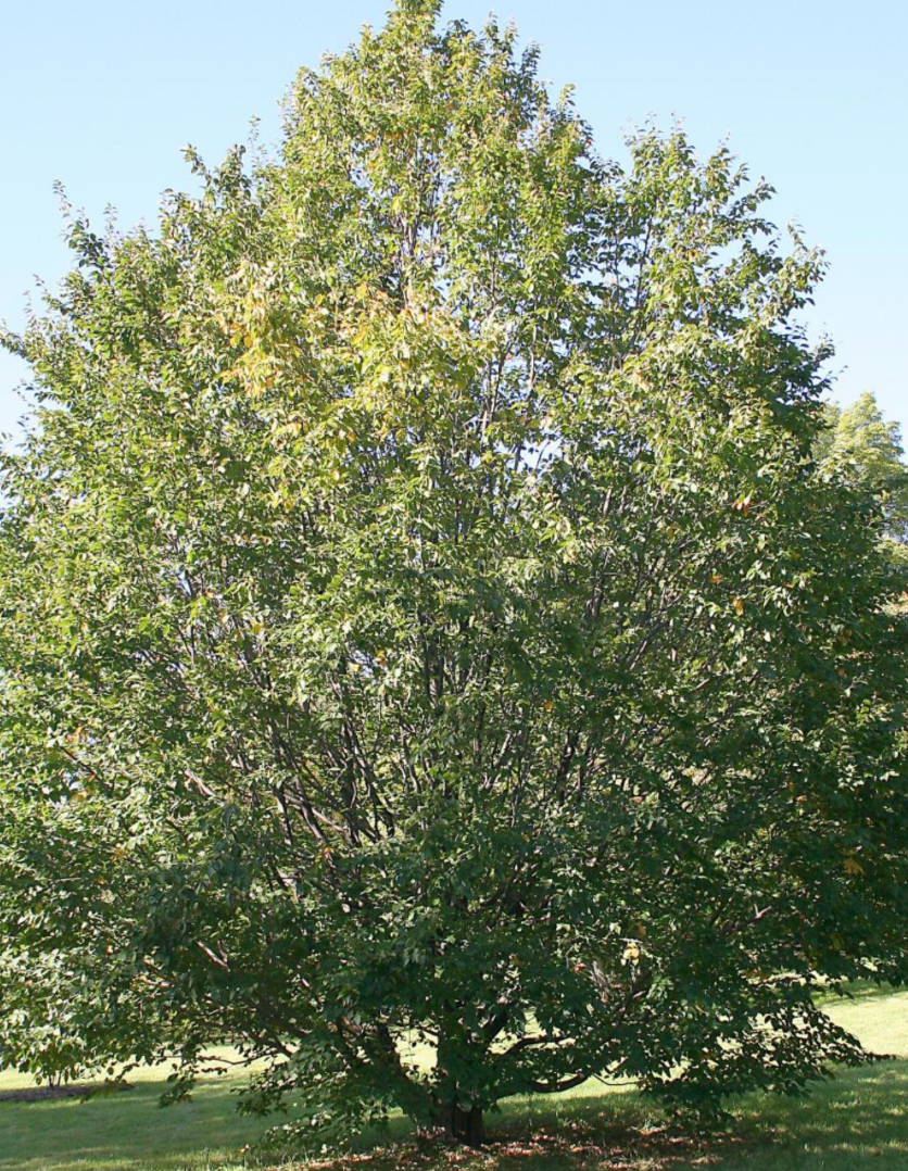 European Hornbeam Carpinus Betulus 1.5