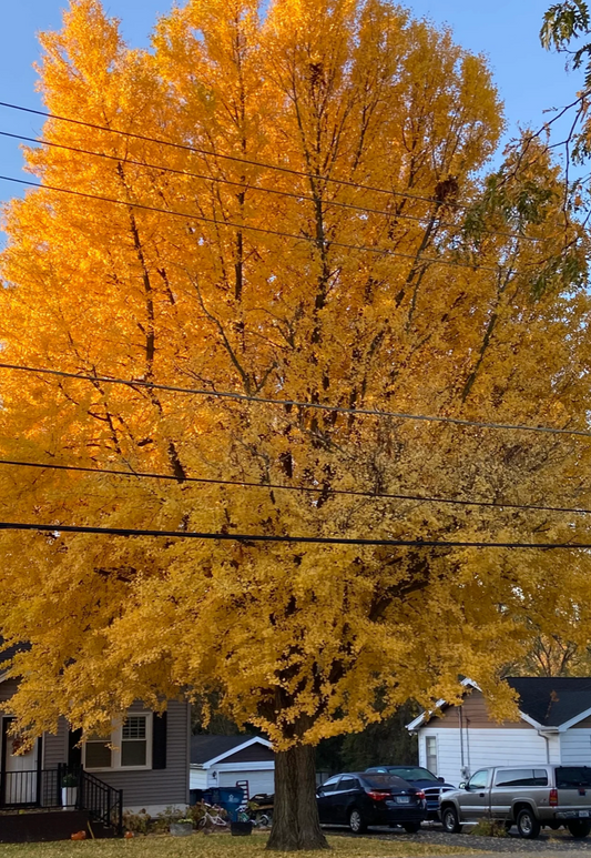 Autumn Gold Ginkgo 1.5"
