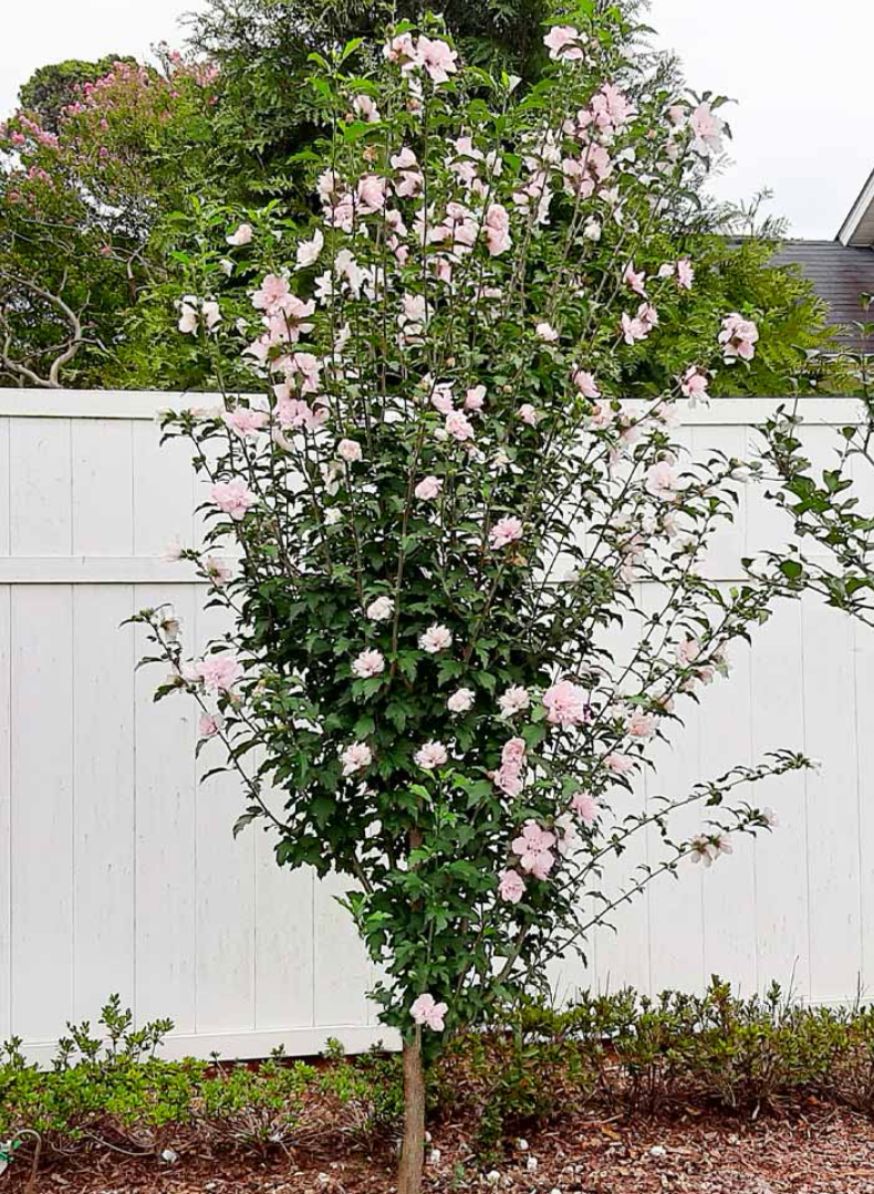 Rose Of Sharon- White 1.75" 6'