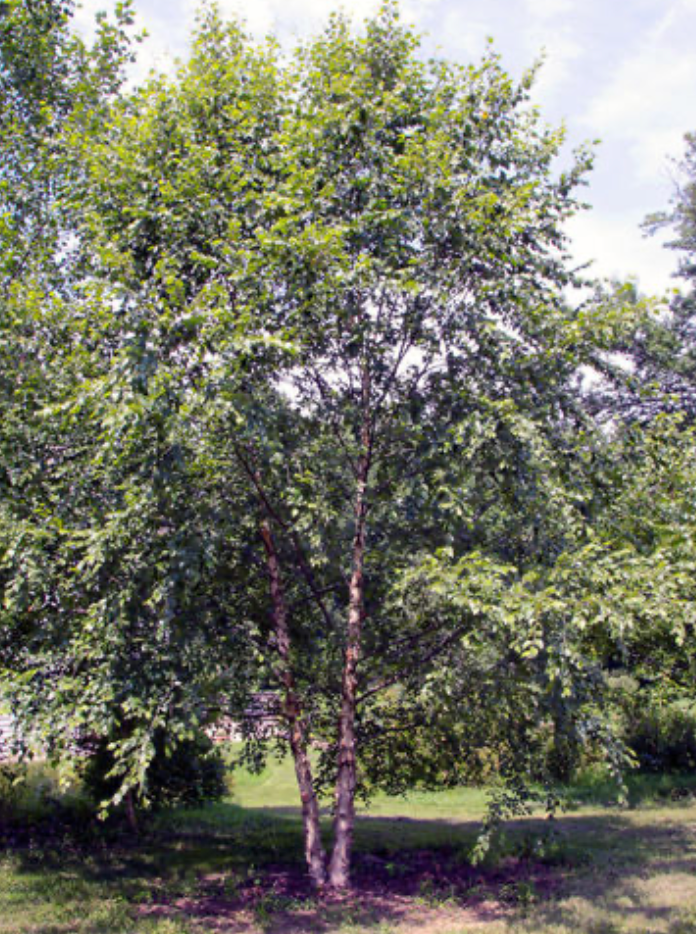 Heritage River Birch 6-8'
