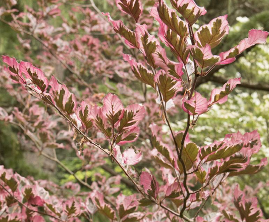 Tricolor European Beech 6'