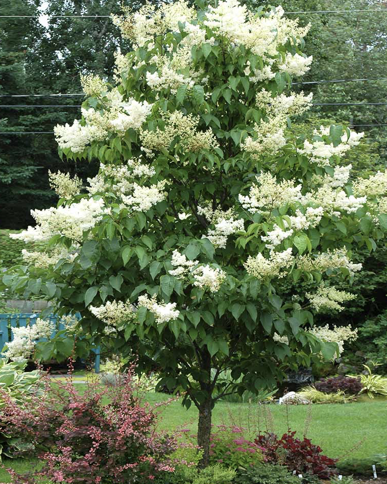 Ivory Silk Lilac 1.5" B&B