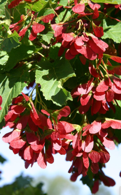 Hot Wings Maple 1.5"