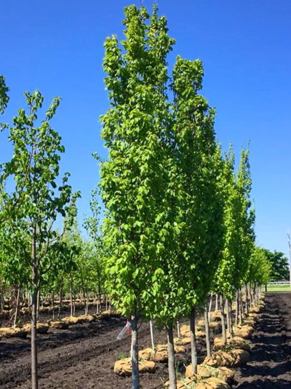 Frans Fontaine Hornbeam 2"